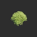 Lush Green Tree With Vibrant Foliage And Full Canopy In Natural Setting
