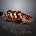 Detailed Fish With Black And Brown Stripes Open Mouth On Gray Background With Reflection
