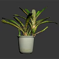 Green Leafy Plant With Striped Stems In White Ceramic Pot On Dark Background