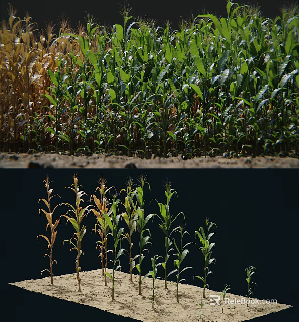 Healthy Green And Yellowing Corn Crops Growing In Agricultural Field With Different Growth Stages 3d model 