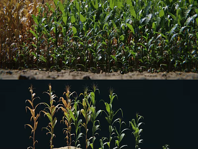 Healthy Green And Yellowing Corn Crops Growing In Agricultural Field With Different Growth Stages 3d model