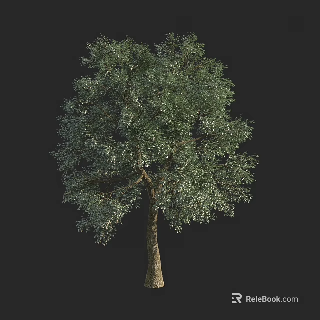 Tall Arbor With Full Canopy And Strong Trunk In Isolated Black Background 3d model 