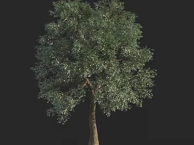 Tall Arbor With Full Canopy And Strong Trunk In Isolated Black Background 3d model
