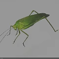 Green Insect With Slender Body And Long Antennae On Smooth Surface Dark Background Reflection