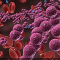 Microscopic View Of Purple Bacteria Interacting With Red Blood Cells In Blood