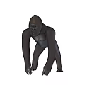 Realistic Black Reptile Standing On White Background In Natural Stance