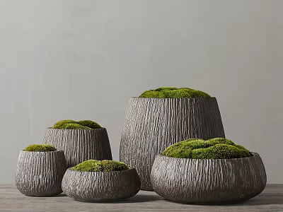 Bonsai Potted Plants In Wooden Textured Pots With Green Moss And Various Sizes 3d model