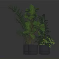 Green Potted Plants With Varied Leaf Shapes In Gray Containers On Dark Reflective Surface