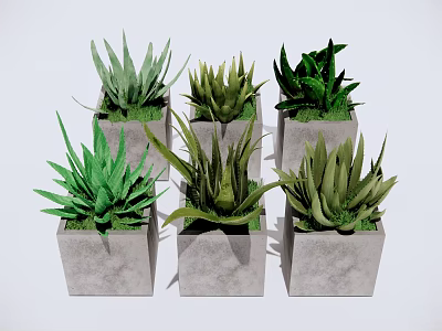 Six Different Aloe Vera Potted Plants in Gray Square Concrete Pots on White Background 3d model