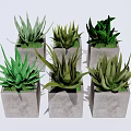 Six Different Aloe Vera Potted Plants in Gray Square Concrete Pots on White Background