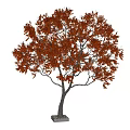 Plant Tree Maple Tree Outdoor Trees 3d model