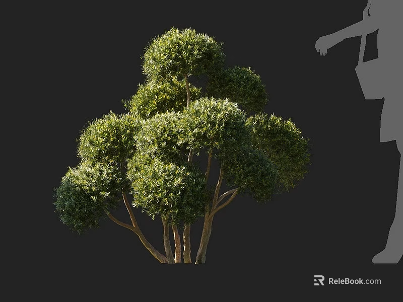 Lush Green Round Topiary Bush with Multiple Trunks and Human Silhouette 3d model