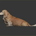 Long Haired Brown Dachshund Sitting On Dark Background With Reflection