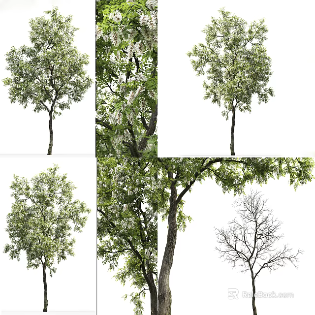 Arbor Trees With Green Leaves Blooming Flowers Bare Branches And Various Trunk Shapes 3d model 