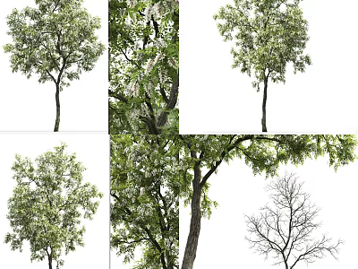 Arbor Trees With Green Leaves Blooming Flowers Bare Branches And Various Trunk Shapes 3d model