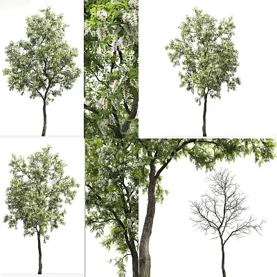 Arbor Trees With Green Leaves Blooming Flowers Bare Branches And Various Trunk Shapes 3d model