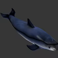 Cute Gray Dolphin Swimming Gracefully In Calm Water Environment