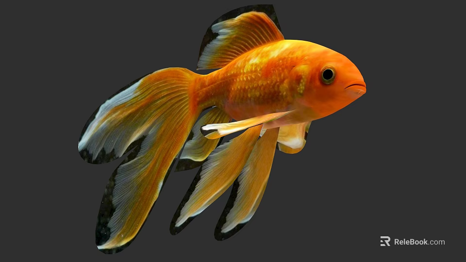 Orange Fantail Goldfish With Long Flowing Tail Having Black Edges On Fins Swimming Gracefully 3d model 