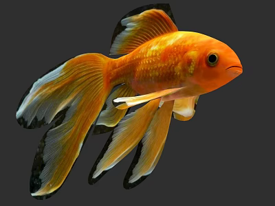 Orange Fantail Goldfish With Long Flowing Tail Having Black Edges On Fins Swimming Gracefully 3d model