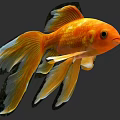 Orange Fantail Goldfish With Long Flowing Tail Having Black Edges On Fins Swimming Gracefully