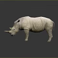 3D Rendered Light Colored Rhino Standing On Dark Background With Horn And Reflection