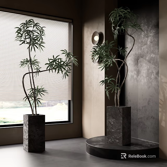 Elegant Bonsai Trees in Square Planters by Window with Blinds and Gray Textured Wall 3d model 