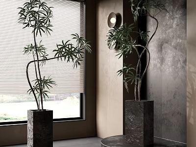 Elegant Bonsai Trees in Square Planters by Window with Blinds and Gray Textured Wall 3d model