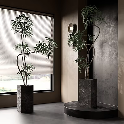 Elegant Bonsai Trees in Square Planters by Window with Blinds and Gray Textured Wall 3d model