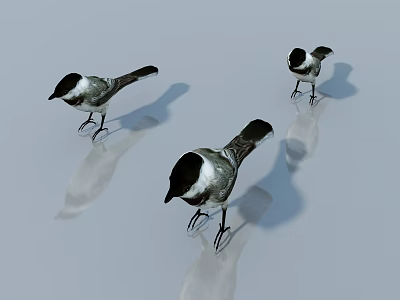 Detailed Black and White Bird Sculptures On Smooth Surface With Reflections 3d model