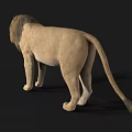 Realistic Roaring Lion 3D Model With Detailed Mane And Open Mouth