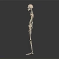 Human Skeleton Anatomical Model Medical Device For Teaching And Training 3d model