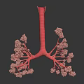 Human Lung Organ And Hair Structure Detailed 3D Model Anatomical Visualization 3d model
