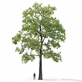Tall Arbor Featuring Lush Green Leaves Strong Trunk and Textured Bark