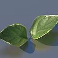 Fresh Green Leaves With Variegated Edges On Gray Background With Shadow 3d model