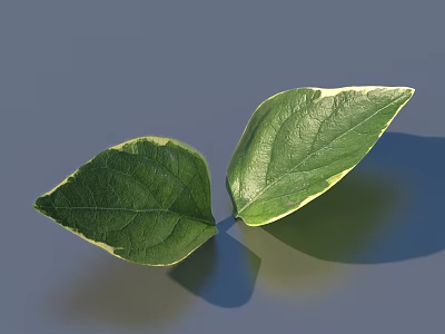 Fresh Green Leaves With Variegated Edges On Gray Background With Shadow 3d model