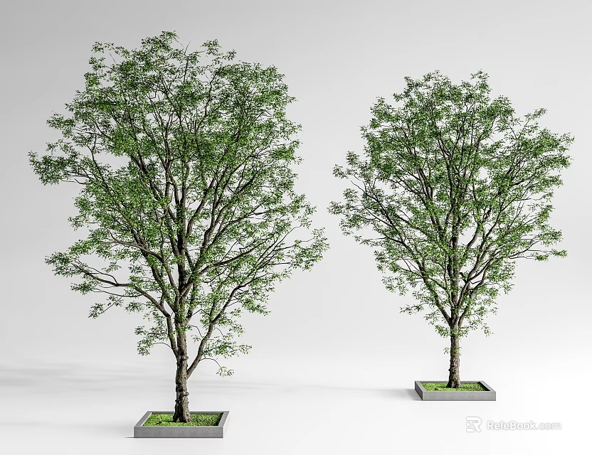 Two Green Trees Planted in Square Planters on White Background 3d model 