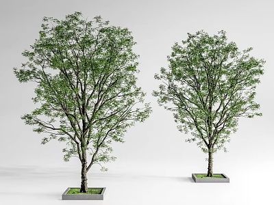 Two Green Trees Planted in Square Planters on White Background 3d model