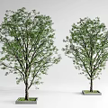 Two Green Trees Planted in Square Planters on White Background 3d model