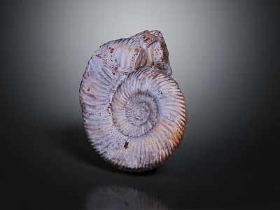 Decorative Ornament Set with Ammonite Fossil Spiral Design Purple Brown Glossy Surface for Home Decor 3d model