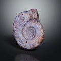 Decorative Ornament Set with Ammonite Fossil Spiral Design Purple Brown Glossy Surface for Home Decor