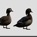 Two Mandarin Ducks With Vibrant Green Purple Blue And White Feathers Standing On Gray Background