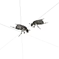Two Black Beetles On White Background Detailed Insect Close Up View 3d model