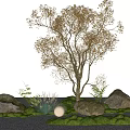 Natural Plant Combination with Golden Leaf Tree Large Rocks Pebble Ground and Green Moss