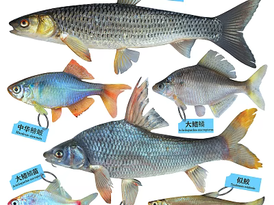 Diverse Aquatic Animal Fish Species Including Chinese Barb Large Scaled Barb And Silver Barb 3d model