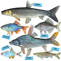 Diverse Aquatic Animal Fish Species Including Chinese Barb Large Scaled Barb And Silver Barb