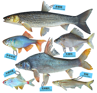 Modern fish, red-eyed trout, Rhodeus carp, like bream 3d model