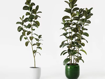 Stylish Bonsai Potted Plants with Green Leaves in White and Green Pots for Indoor Decor 3d model