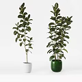 Stylish Bonsai Potted Plants with Green Leaves in White and Green Pots for Indoor Decor
