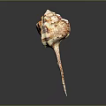Conch Shell With Red And White Patterns And Long Pointed Tail Isolated On Dark Background