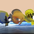 Three Colorful Vibrant Fish With Blue Yellow Orange Patterns Swimming In Aquatic Environment